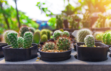 Closeup. beautiful Cactus in the garden