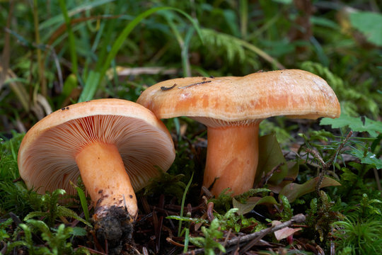 Edible mushroom Lactarius salmonicolor in the fir forest. Milk-cap mushroom in the plants. Fungus with salmon colored cap and stem. Autumn time in the forest.
