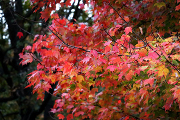 Maple tree branch in fall