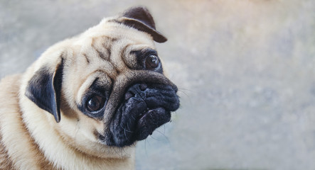 Close-Up Portrait Of Pug on against white background
