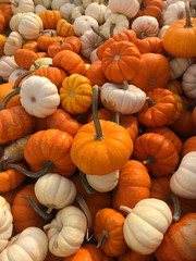 Many pumpkins at the patch in October