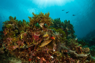 Fototapeta na wymiar sea fan or gorgonian on the slope of a coral reef with visible water surface and fish