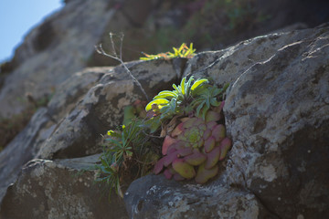 Felsen pflanzen