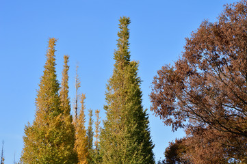 Fototapeta premium 青空を背景にして、黄葉したイチョウの樹の並木の梢を撮影した写真