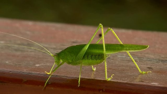Ein Gottesanbeterin-M&auml;nnchen fliegt nach einigen "Schritten" weg (Makroaufnahme)