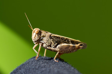 Sauterelle en macro