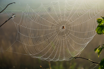 spider in his net