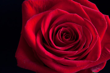 red rose,macro photography, closeup