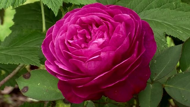 Ein pinke Bl&uuml;te der Rose "Heidi Klum" bewegt sich im Wind (Gro&szlig;aufnahme, Kamerazoomfahrt)