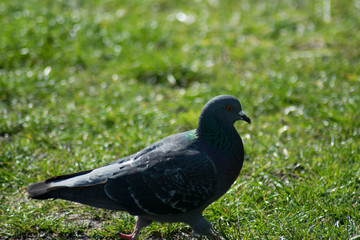 pigeon