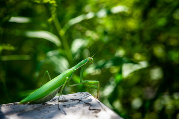 Nice green mantis close up macro isolated color insect nature 