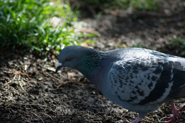 pigeon