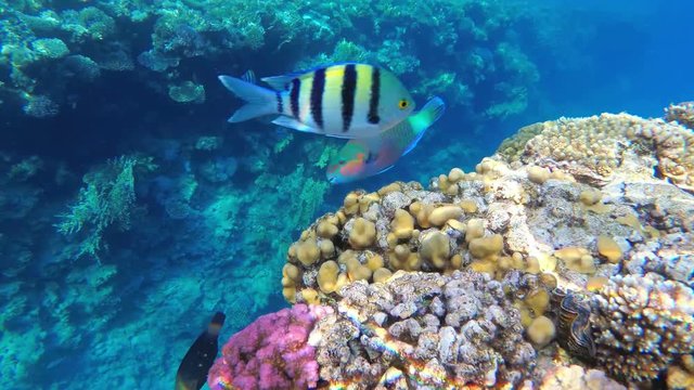 Colorful Tropical Coral Reefs. Picture of a beautiful underwater colorful Parrotfish and corals in the tropical reef. Slow motion, UHD