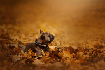 french bulldog posing outdoors in fallen leaves