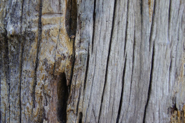 Old dry wood texture pattern