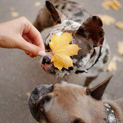 adorable merle french bulldog outdoors in autumn