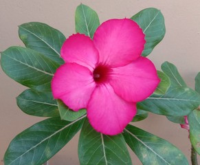 Adenium obesum is the name of a colorful plant of beautiful flowers is a plant that can be easily grown .Very resistant to drought conditions Until receiving the nickname "Desert Rose".