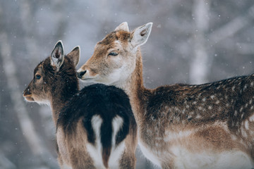 Naklejka na ściany i meble Beautiful deer in winter. 