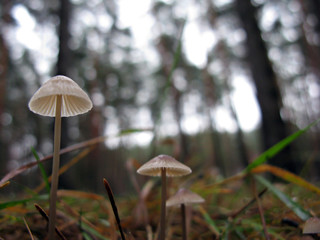 Mushrooms