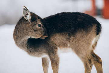 Beautiful deer in winter. 