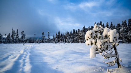 Snowy path in Lapland