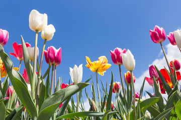 Dutch field with varicolored tulips on blue sky