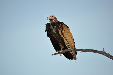 Vulture Scavengers