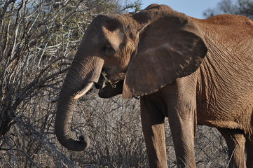 Elephant Kenya