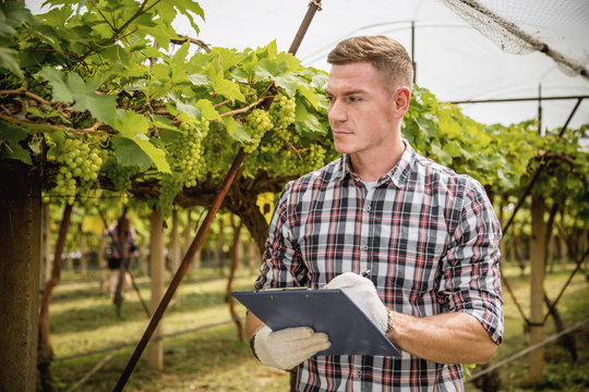 Happy owner young Caucasian man hold clipboard working and gardening his farm, vineyards in autumn. Young man is checking the growing grapes before harvesting concept.