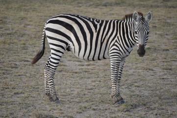 Fototapeta na wymiar Zebra Kenya