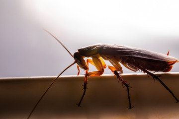 Close up of brown female cockroach at night.