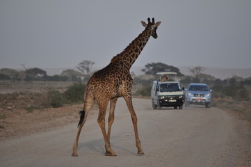 Giraffe