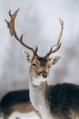 Beautiful deer in winter outdoors.