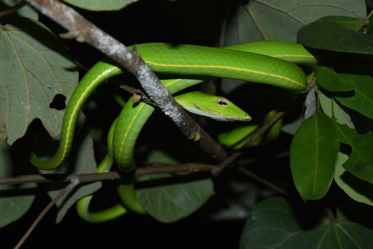 snake