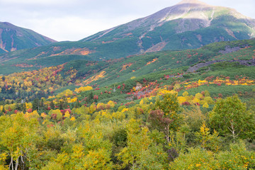 カラフルに色づいた秋の山