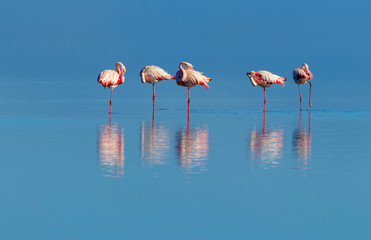 Wild african birds. Group birds of pink african flamingos  walking around the blue lagoon on a sunny day
