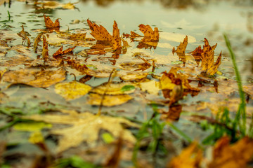 autumn leaves in the water