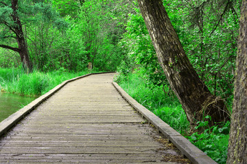 wooden walkway in the forest