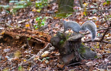 Grey Squirrel on a stump