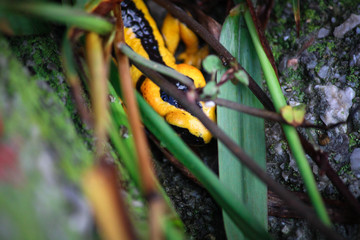Black and yellow salamander