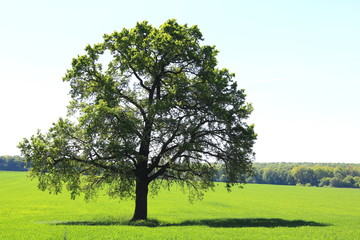Fototapeta na wymiar Beautiful tree with green leaves on green grass in summer