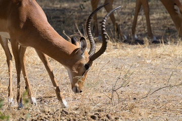 Impala close up, Tarangire National Park, Tanzania
