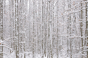 The first snow at the seasonal shelter before arriving at Christmas