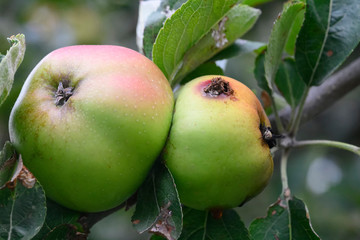 Mouche parasite de la pomme