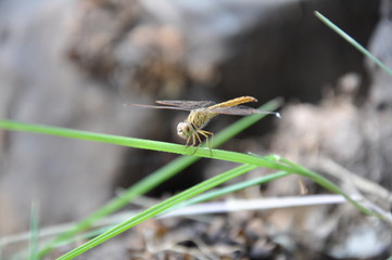 Dragonfly