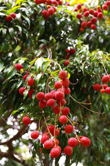 Fresh organic lychee fruit in the garden fruit. Litchi of Thailand.