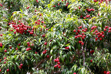 Fresh organic lychee fruit in the garden fruit. Litchi of Thailand.