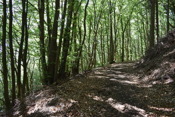 between trees