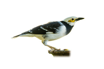 Black-collared Myna isolated on white background