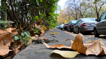 Brown leave with sidewalk and green bush